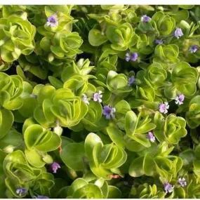 Bacopa Lenagera (Variegated Bacopa) Bare Root